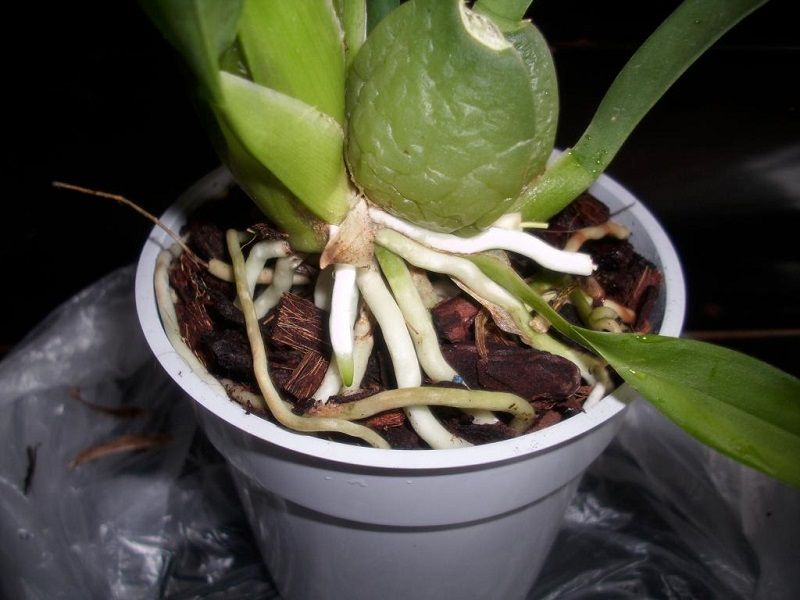 cuidados de la orquídea cambria
