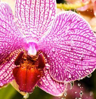 cuidado de las orquídeas