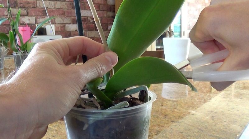 cuidados de las orquídeas, cortar las varas florales