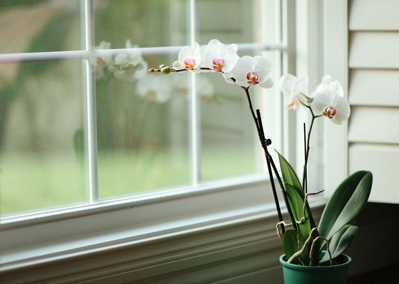 cuidado de las orquídeas, orquídea en ventana