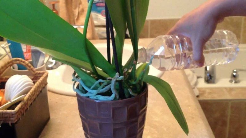cuidados de las orquídeas, como regar una orquídea con agua embotellada