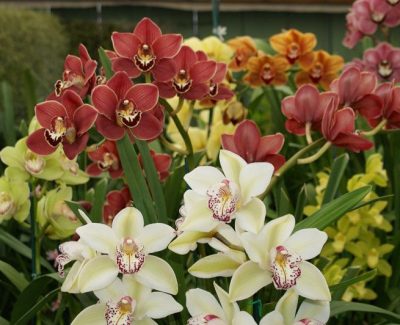 Cymbidium