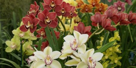 Cymbidium