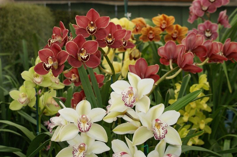 ▷ Cymbidium. Cuidados de la Orquídea Cymbidium 100% Últil y Práctico