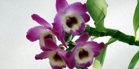 Dendrobium Nobile