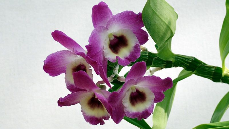 ▷ Dendrobium Nobile. Como Cuidar una Dendrobium Nobile 100% Útil