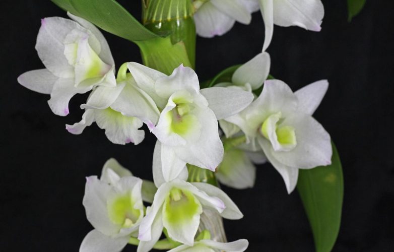 dendrobium nobile blanca