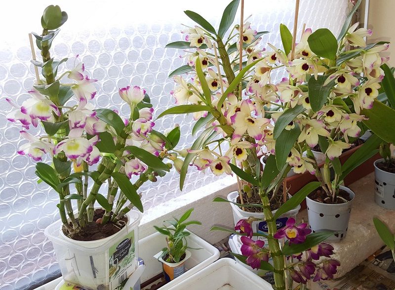 ▷ Dendrobium. Cuidados de las Orquídeas Dendrobium 100% Útil