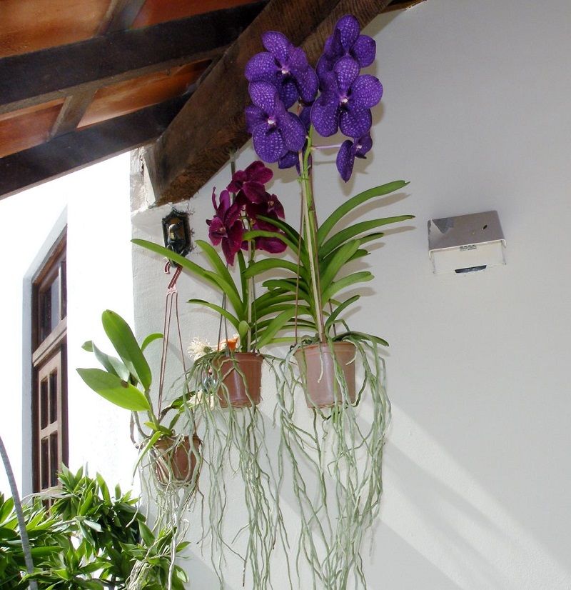 donde coloco mis orquídeas vanda