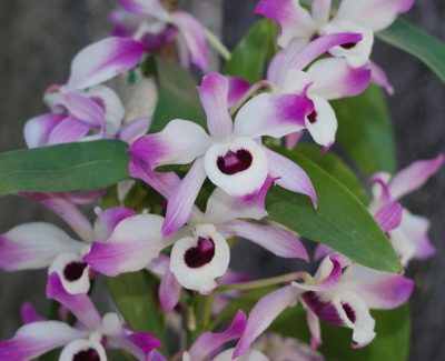 Dendrobium