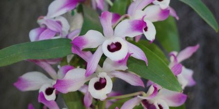 Dendrobium