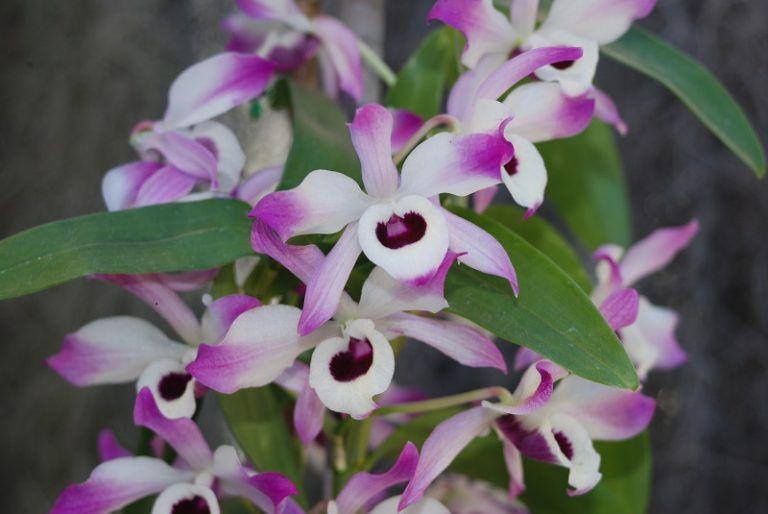 Dendrobium. Cuidados de las Orquídeas Dendrobium 100 Útil