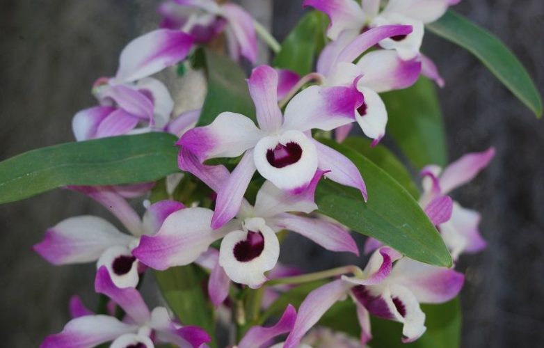 flores de dendrobium nobile