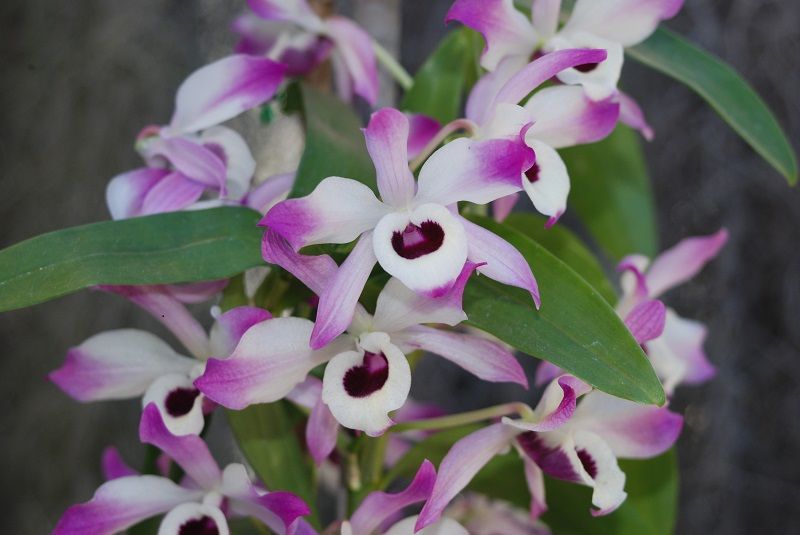 flores de dendrobium nobile