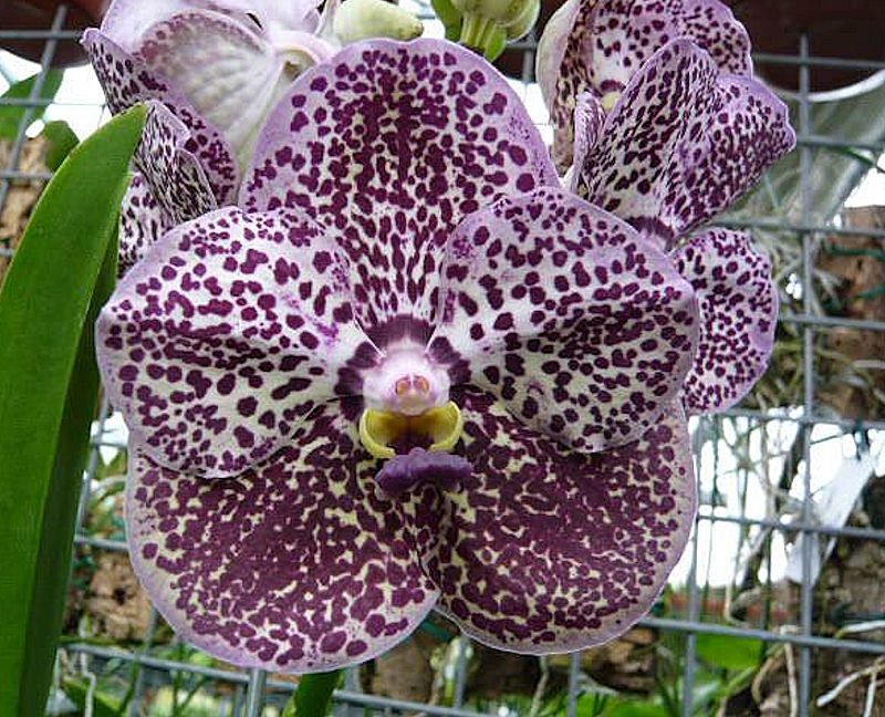 flores de orquídeas vanda