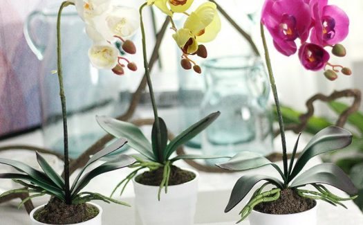 ▷ Orquídeas, Orchidaceae. La Mejor Web de Orquídeas