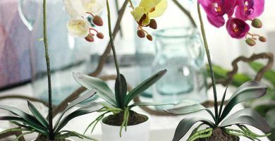 macetas para orquídeas