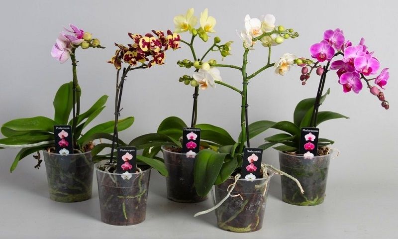 macetas para orquídeas de plástico transparente