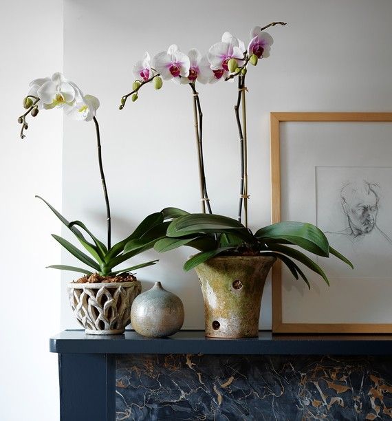 macetas para orquídeas de terracota