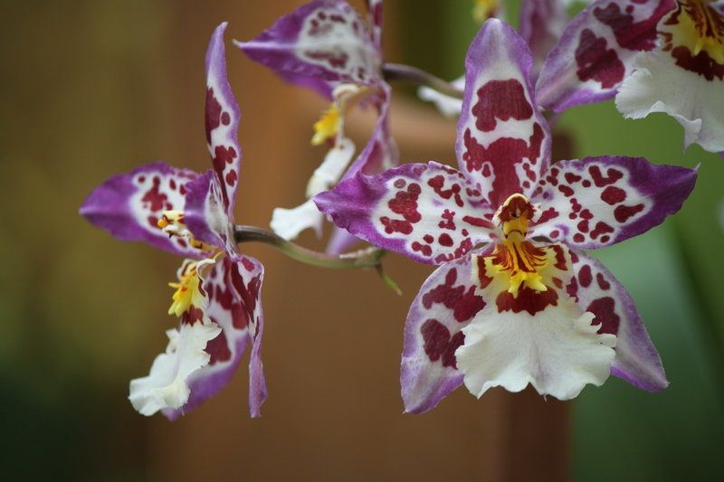 ▷ Cambria. Cuidados de las Orquídeas Cambria 100% Útiles y Prácticos