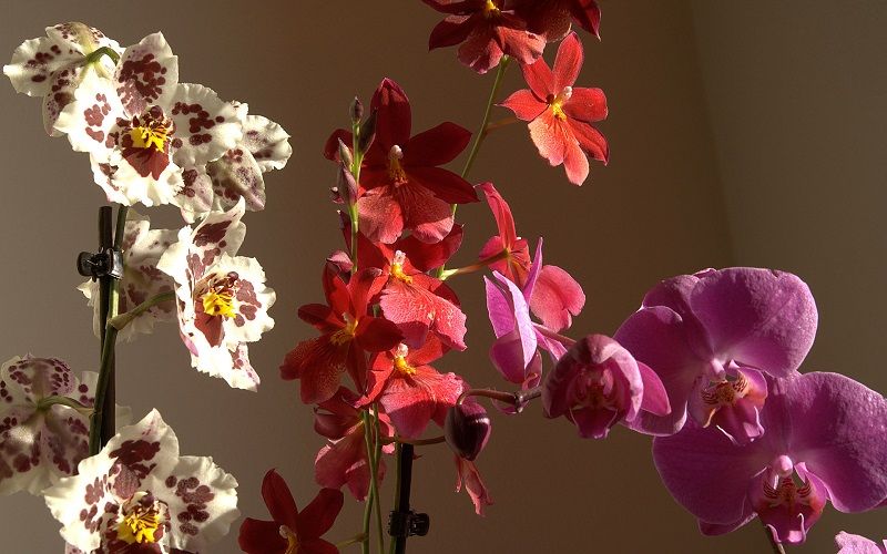 orquídeas cambria y phalaenopsis