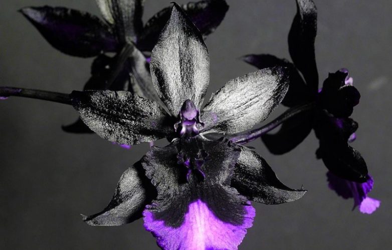 orquídea cambria negra