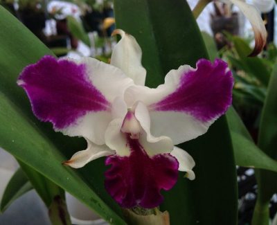 Cattleya