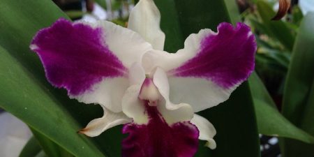 Cattleya