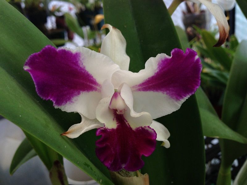 orquídea cattleya