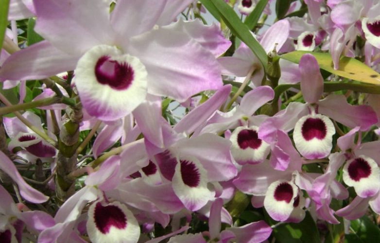 orquídea dendrobium nobile