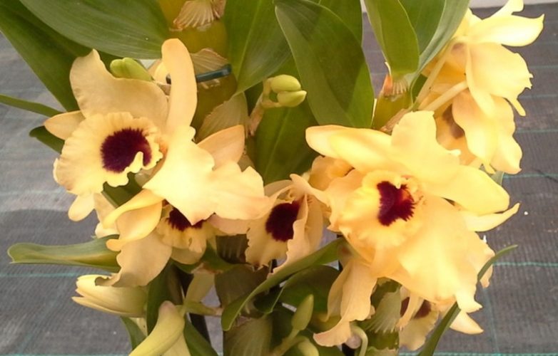 orquídea dendrobium nobile amarilla