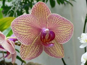 orquídea phalaenopsis ficha