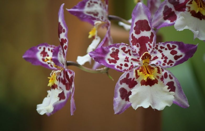 orquídeas cambria