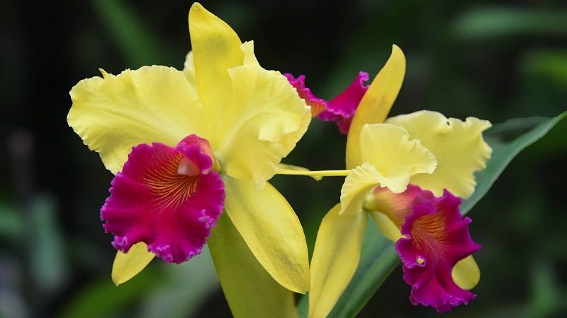 orquídeas cattleya