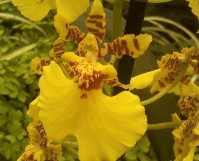 Oncidium