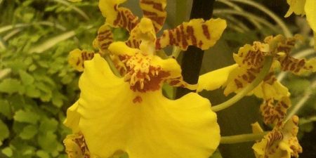 Orquídeas Amarillas