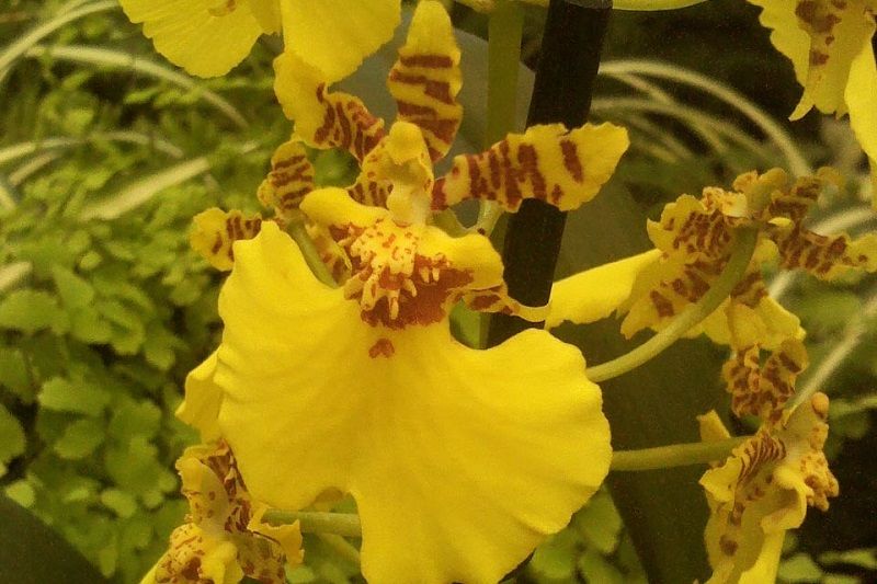 orquídeas amarillas oncidium