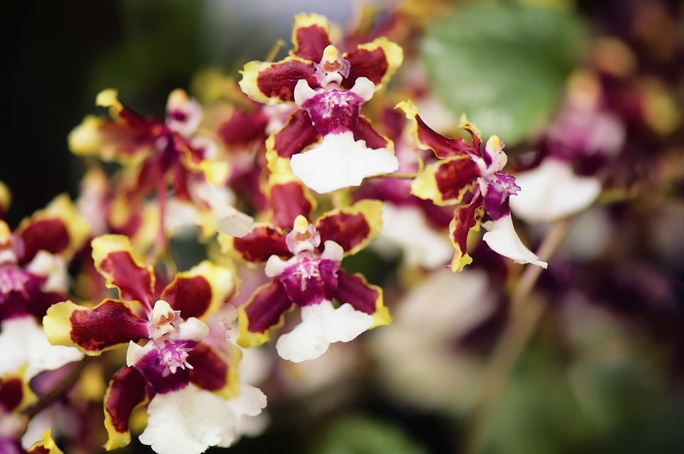 orquídeas oncidium