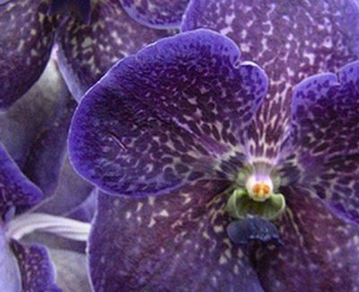 Vanda