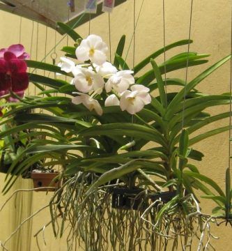 orquídeas vanda colgadas