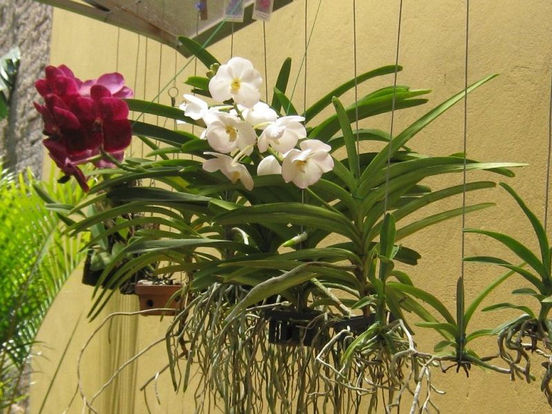 orquídeas vanda colgadas