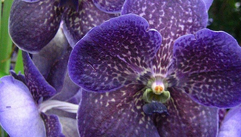 orquídeas vanda