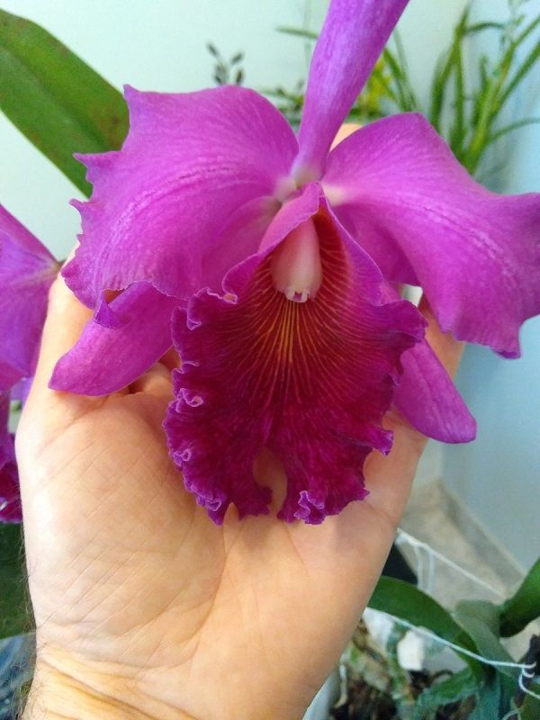 tamaño de las flores de la orquídea cattleya