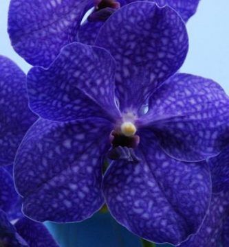 ▷ Comprar Orquídeas y Complementos【 Tienda Online de Orquídeas 】