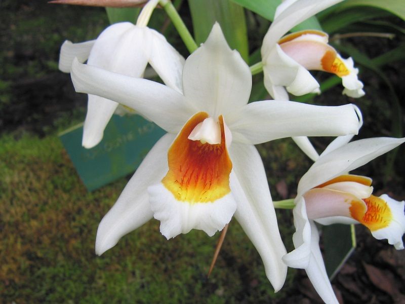 tipos de orquídeas, Coelogyne