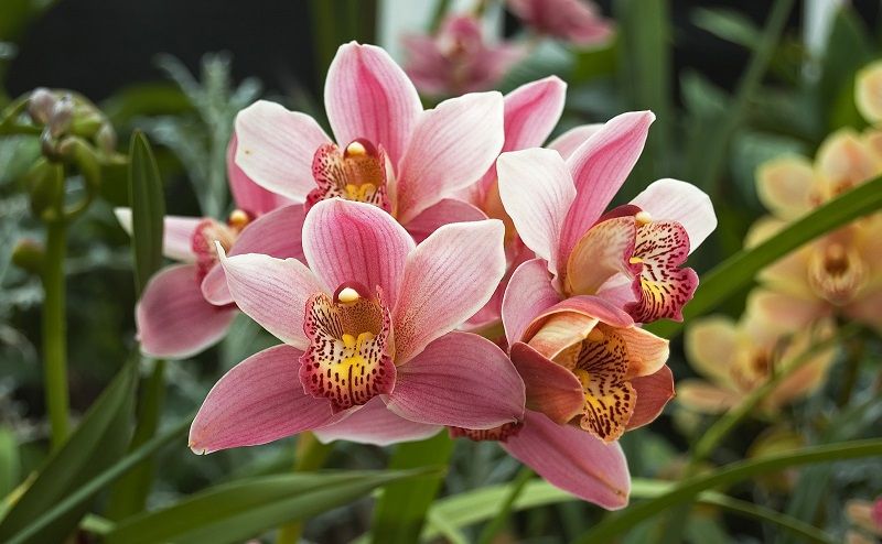 tipos de orquídeas, Cymbidium