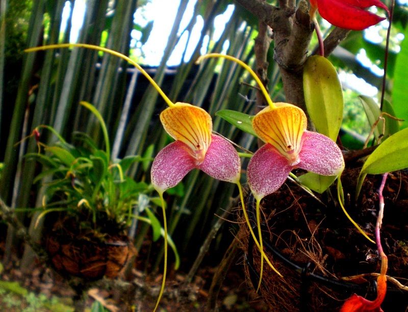 tipos de orquídeas, Masdevallia