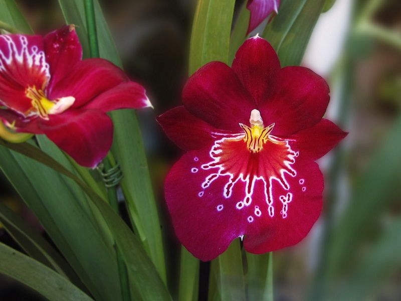 tipos de orquídeas, Miltonia