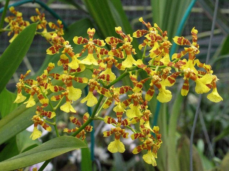 tipos de orquídeas, Oncidium