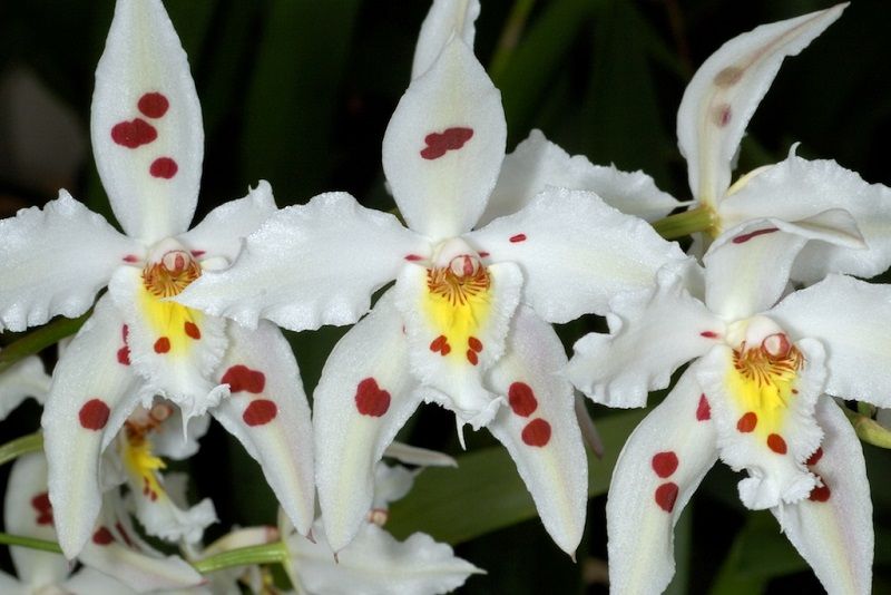 tipos de orquídeas Ondontoglossum